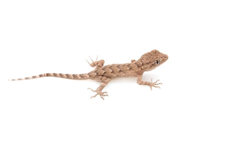 Lizard